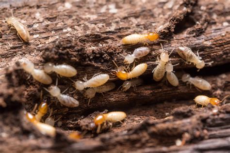 Early Warning Signs Of Termites Termite Specialists