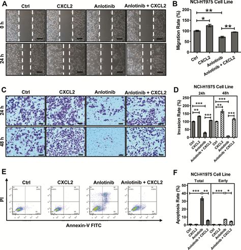 Cxcl2 Is Involved In Anlotinib Resistance In Nci H1975 Cells A