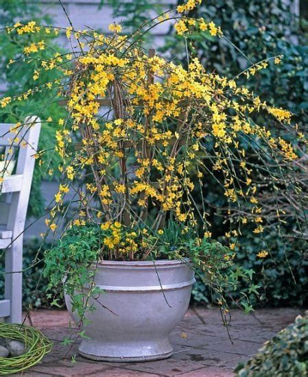 8 Best Indoor Jasmine Varieties to Grow | Balcony Garden Web