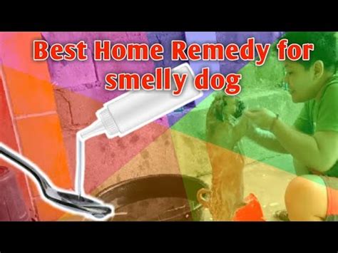 Tamang Paraan Para Hindi Bumaho Ang Shih Tzu Home Remedy Sa Mabahong