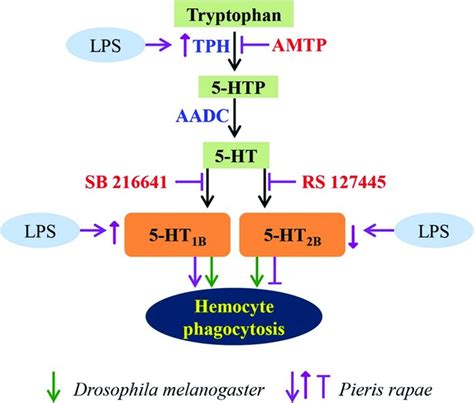 Serotonin Signaling Pathway