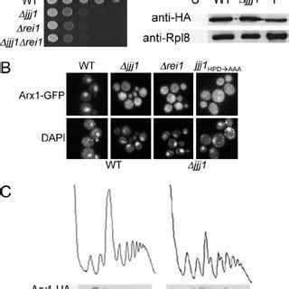 Jjj1 Is A J Protein With A Function Distinct From Zuo1 Approximately