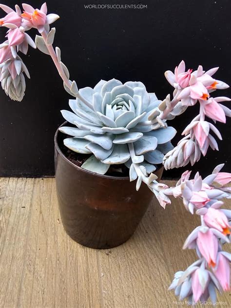 Echeveria Caly Argentea World Of Succulents