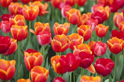 Holland National Flower Tulip Picture And HD Photos | Free Download On ...