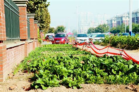 “小区绿地，咋成了“私家菜地”？