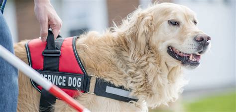 Bienvenue Aux Chiens D Assistance Aviq