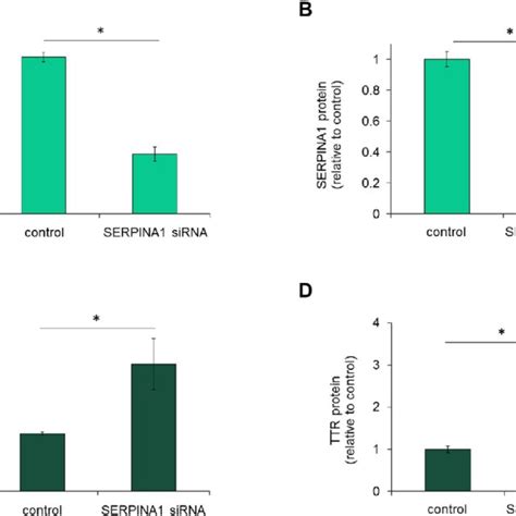 Serpina1 Plasma Levels In Mttr Ko Mouse Murine Serpina1 Protein Levels