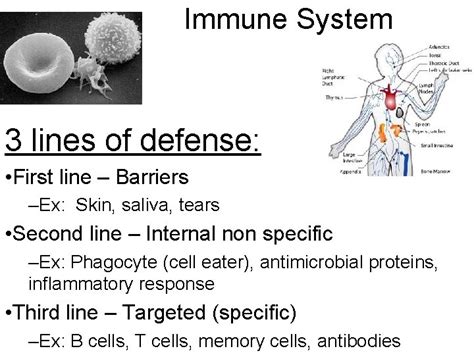 Immune System Immune System 3 Lines Of Defense