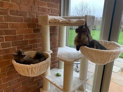 6 Best Maine Coon Cat Trees Tried And Tested Maine Coon Central