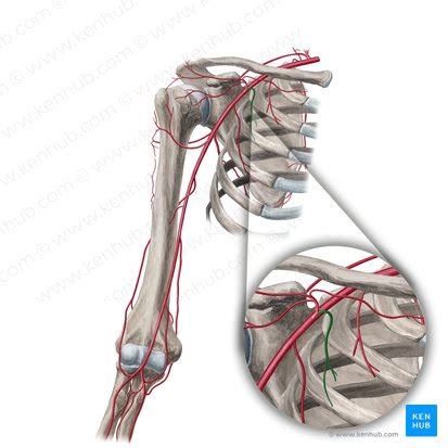 Thoracoacromial artery: Anatomy, branches, supply | Kenhub