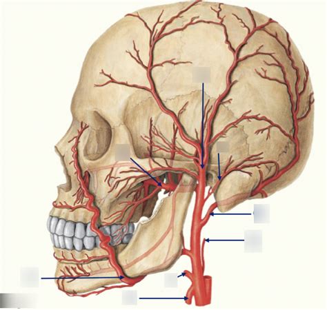 Branches Of The External Carotid Artery Diagram Quizlet