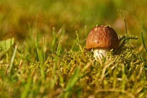 Cep Grybai Ka Tonas Ruduo Mi Kas Nemokamos Nuotraukos Mediakatalogas Lt