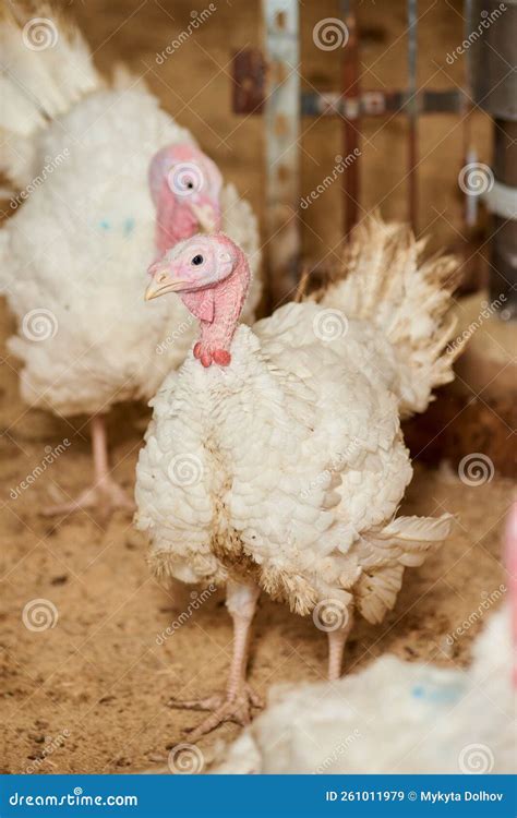 A Close Up Of A Turkey In A Pen Raised In Captivity Stock Image