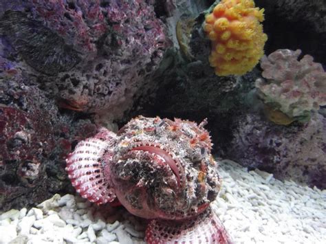 Crazy Looking Fish Crazy Fish Photos Pictures Pisces