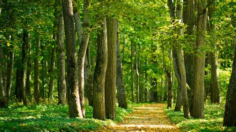 La Importancia De Conservar Los Ecosistemas Para La Sostenibilidad Del