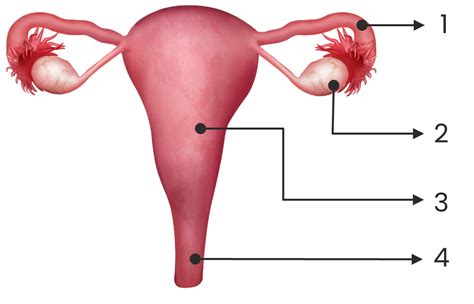 In Which Female Reproductive Organ Does The Embryo Get Embedded In The