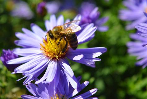 Aster Bee Nature Free Photo On Pixabay