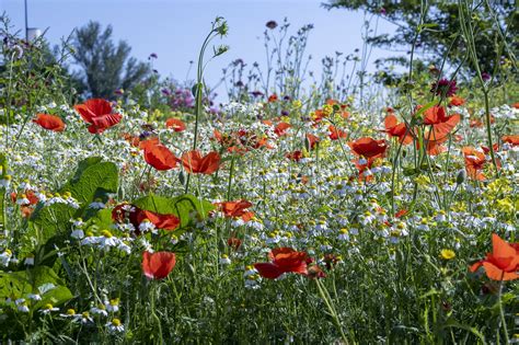 Park Blumen Garten Kostenloses Foto Auf Pixabay Pixabay