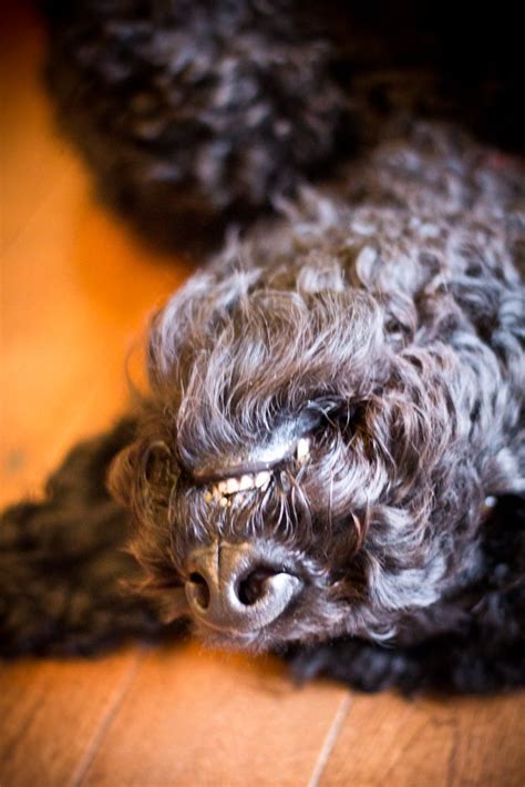 How To Train Toy Poodle Not To Bark