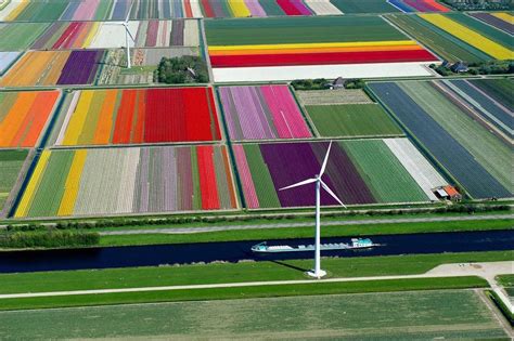 Tulip farm in Holland.