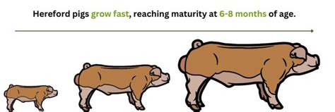 Hereford Pigs Thriving In High Quality Meat Fast Growth Rate And