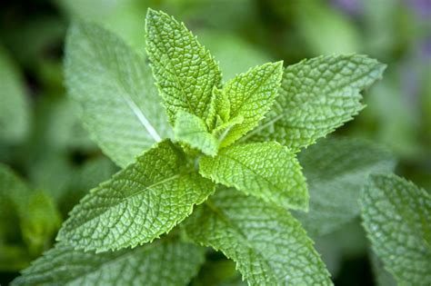 5 Health Benefits Of Mint Why Mint Leaves Are Good For You