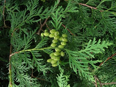 Thuja Occidentalis Cupressaceae Image At