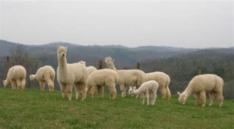 Theres A Alpaca Farm In West Virginia And Youre Going To Love It