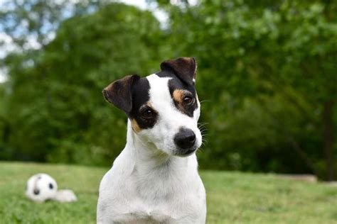 Jack Russell terrier: Dog breed characteristics & care