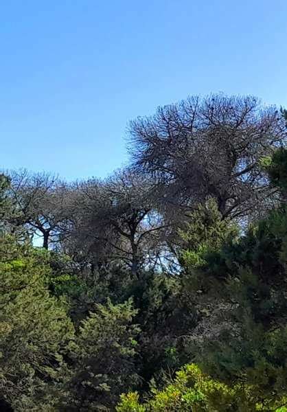 Ecologistas En Acci N Denuncia La Alarmante Muerte De Pinos En Do Ana