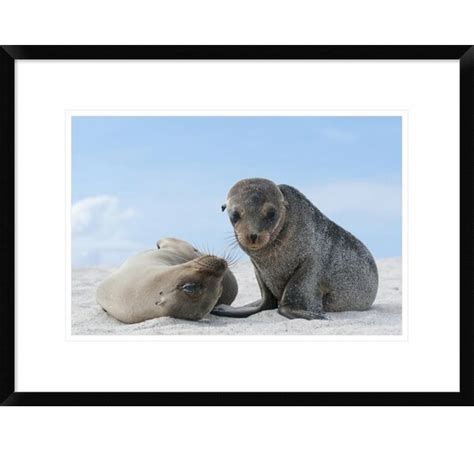 Global Gallery Galapagos Sea Lion Femelle Et Chiot Les Galapagos