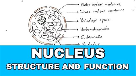 Nucleus Function