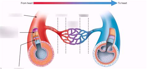 Diagram Of Blood Vessel Structure Quizlet