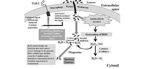 Scheme 1 Schematic Representation Of The Study Download Scientific