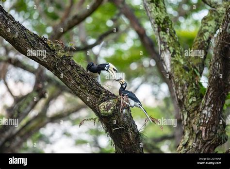 Oriental Pied Hornbill, Singapore Stock Photo - Alamy