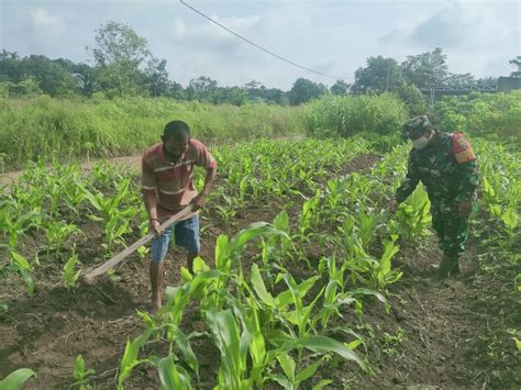 Upaya Cegah Hama Babinsa Dan Petani Cek Tanaman Jagung Kodim Tanjab