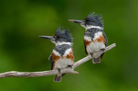 Female Belted Kingfisher Kingfisher Bird Kingfisher Pet Birds