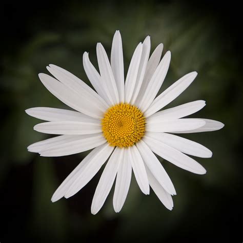 Margarita común Chrysanthemun leaucanthemum Por favor n Flickr