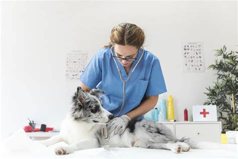 Casos Clínicos Cães E Gatos Centro Veterinário