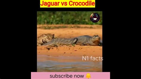 Jaguar Vs Crocodile 🐊 Ll Shorts N1facts Animalfight Youtube