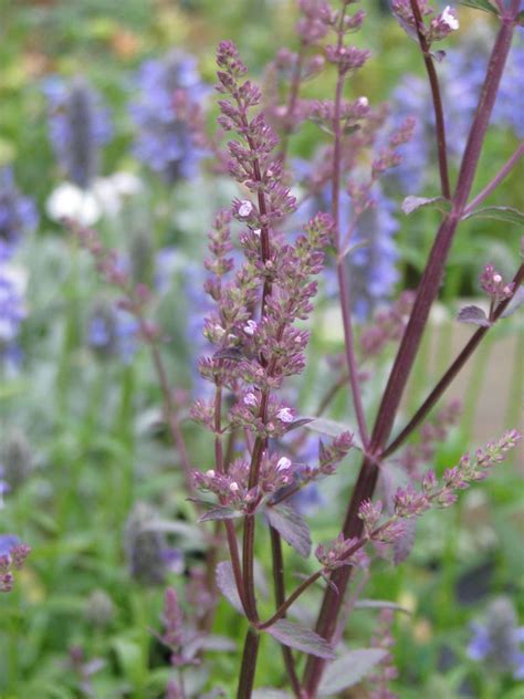 Naked Catmint Nepeta Nuda Growing Guides