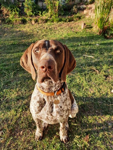 This Is Bentley He Likes Pine Cones Gspphotos