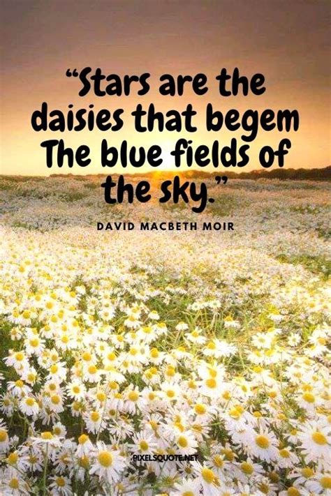 DAISY QUOTES: Beautiful flower | PixelsQuote.Net