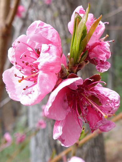 Peach Prunus Persica