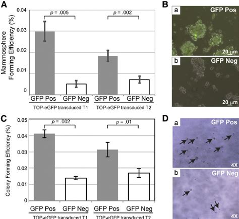 Mammosphere And Matrigel Assays Of Sorted Subpopulations Of Top Egfp Download Scientific