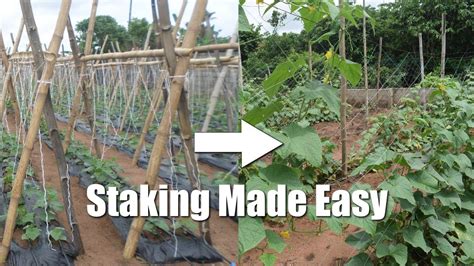 Staking Vegetables Made Easy How To Use The Staking Net Youtube