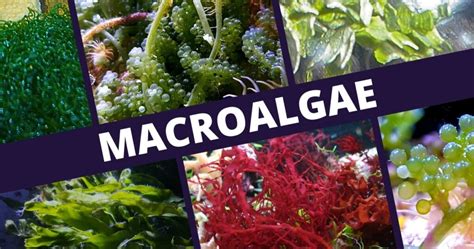 Types Of Macroalgae For Reef Tanks With Pictures