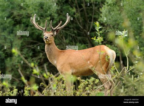 Wild Red Deer In Nature Stock Photo Alamy