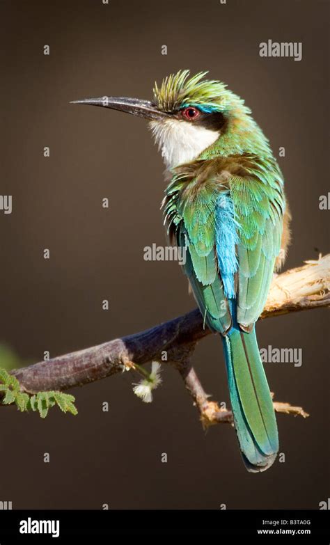 Somali Bee Eater Hi Res Stock Photography And Images Alamy