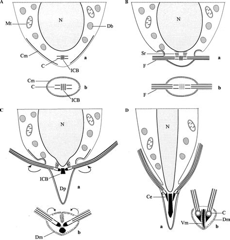 A D Mesostoma Viaregginum Attempted Reconstruction Of The Main Stages